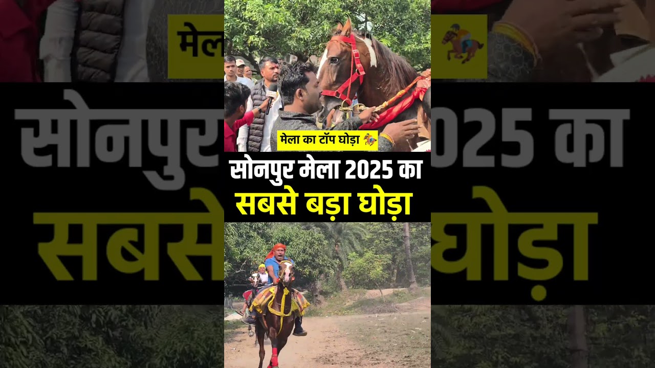 सोनपुर मेला 2025 का सबसे बड़ा घोड़ा !🏇! 