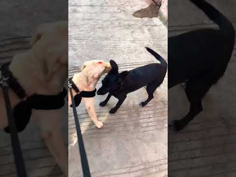 When Daizy🐶meet Kishu🐶 #dog #labrador #doglover #puppy #happy #petlover #petdog #friends #play