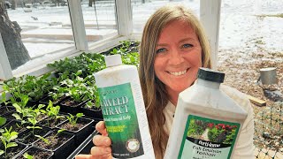 Fertilizing Seedlings for Beginners! The Do's and Dont's. Uncomplicated Version. //FlowerFanatic