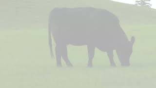 Why Use Top Dollar Angus For Feeder Cattle - The Perks