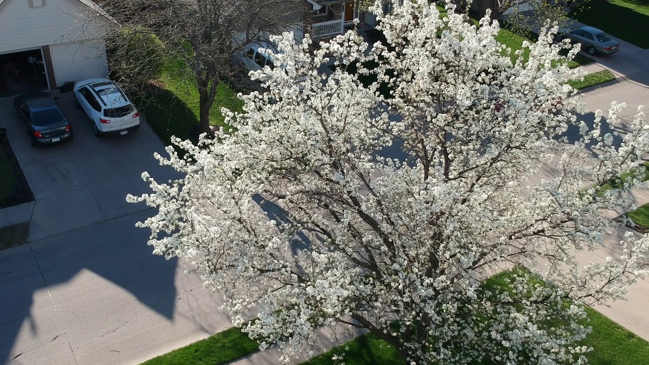 Flying over spring blossoms Rate 90 DJI 0193