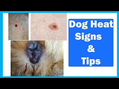 Dog Heat Signs & Tips | In Urdu | Animalia Dot Pk || Vet Furqan Younas