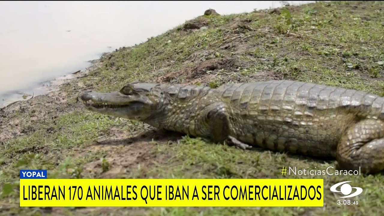 DE REGRESO A LA LIBERTAD