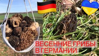 Весенние грибы в Германии.