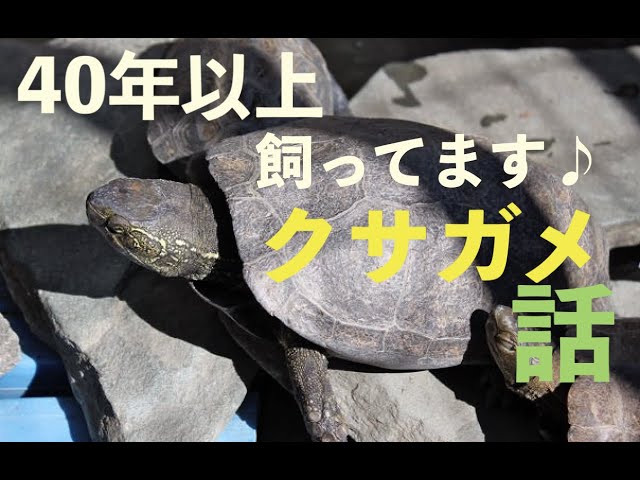 かめぞー☆ちゃんねる 17クラッチ目 クサガメ話 - YouTube
