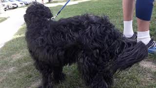 Poodle Mix Figarro LOVES the Wind!! by Shema Israel 124 views 4 years ago 4 minutes, 41 seconds