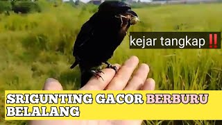 INI DIA SKIL BURUNG SRIGUNTING YANG BANYAK ORANG TIDAK TAU‼️SRIGUNTING GACOR BERBURU‼️ #srigunting