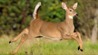 Interesting facts about white tailed deer by weird square