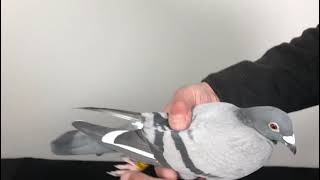 Vandenabeele 719