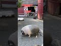 Pooping pig doesn&rsquo;t want to be disturbed##love to keep as a pet#Vietnamese pot bellied pig#shorts