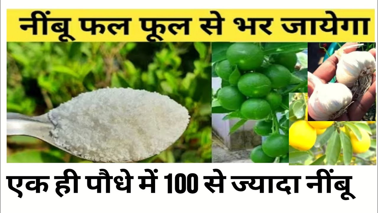 सालों से नींबू नहीं आते तो भी सैकड़ो नींबू होंगे बस एक बार इसको डालो नींबू तोड़ते तोड़ते थक जाओगे