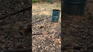 Gorgeous Russel’s viper capture #russelsviper #snakerescue