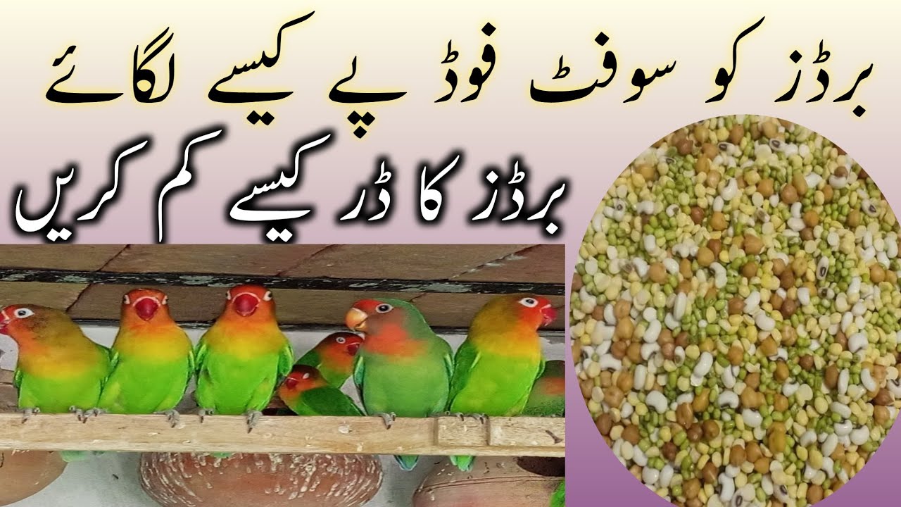 love birds soft food love bird ka darr kaise khatam kare mukhtar birds YouTube