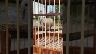 Amazing wooden bird cage