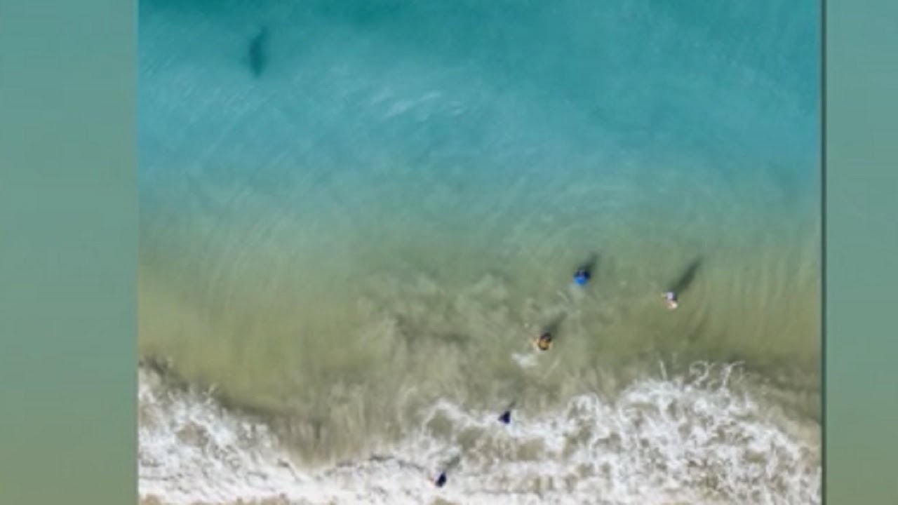 Drone Captures Shark Lurking Close To Family Youtube