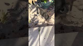 .Didonato She Likes Digging In The Sand