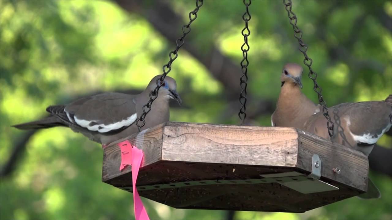 Backyard birds 05022015 - YouTube