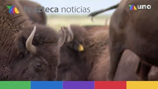 Asignación especial: Crece manada de bisontes en reserva de Chihuahua