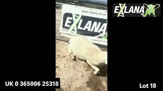 UK 0 365006 25318 Lot 18