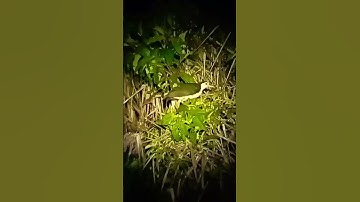 Berburu ruak ruak di malam hari ‼️