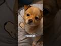 Tatapan Anjing Ini Menyimpan Luka Hingga Akhirnya Ia Menemukan Arti Keluarga #kisahharu #anjingsetia
