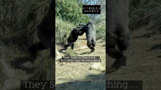 ZaKota and Mo, Cenzoo’s boys, still play fighting at six years old.