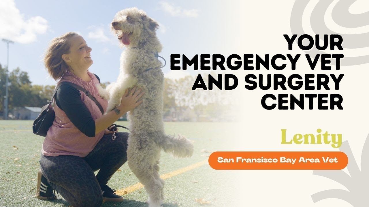 Leading Emergency Vet for San Mateo | Pet Surgery Center | 24/7