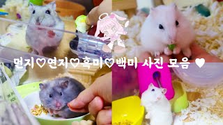 [햄스터] 먼지 ♥︎ 연지 ♥︎ 흑미 ♥︎ 백미 사진 모음 2