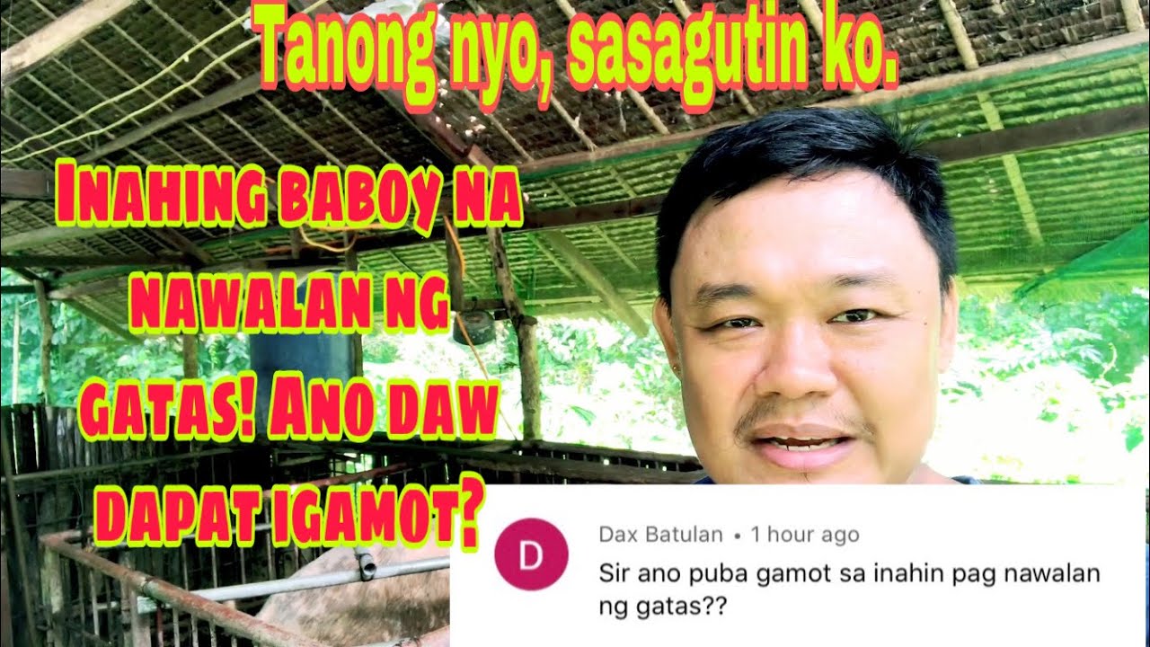 Ano ang lunas sa mga inahin na nawawalan ng gatas | Ryan Patenio