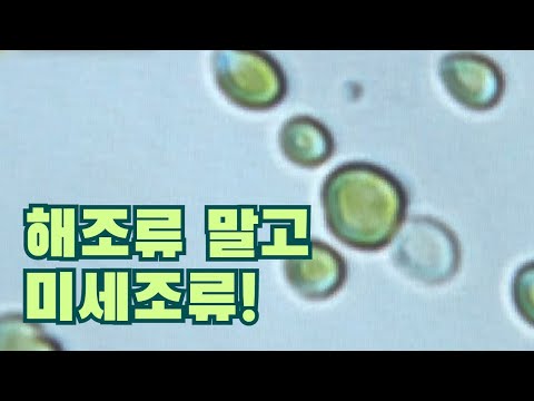 쓸모가 많은 <strong>미세조류</strong> [핫클립] / YTN 사이언스