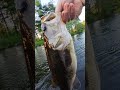 look at that caught a nice bass probly 2-lbs cool colors too awesome