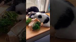 月齢３ヶ月の子猫に無印良品の猫草をあげてみたら