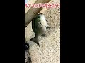 ルアーロッドで完全フカセ釣り #shorts