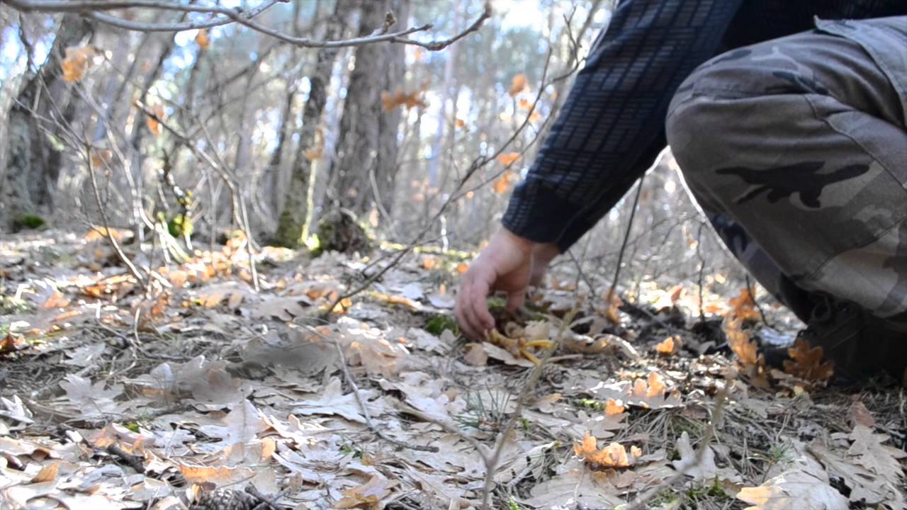cantharellus tubaeformis