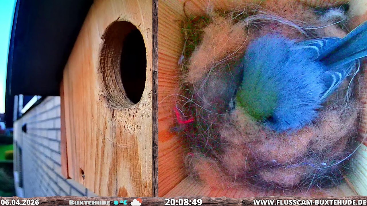 live-great-tit-tine-nest-sleeping-box-flusscam-buxtehude