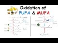 Oxidation of unsaturated fatty acid (PUFA and MUFA oxidation)