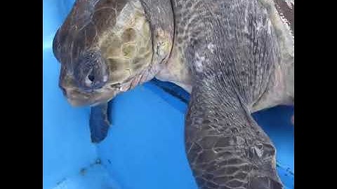 Sea Turtle Entangled in Ghost Net Rescued