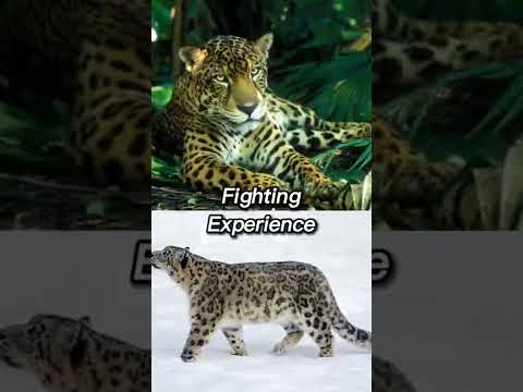 Jaguar VS Snow Leopard #animals #shorts #wildlife