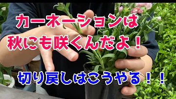 تحميل カーネーション تحميل カーネーション