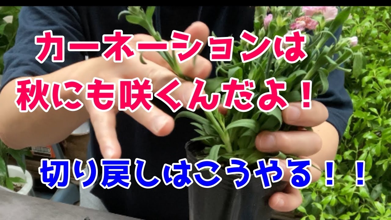 カーネーション 花が終わったらどうする 来年も咲かせる方法 切り戻しのやり方を解説 Youtube