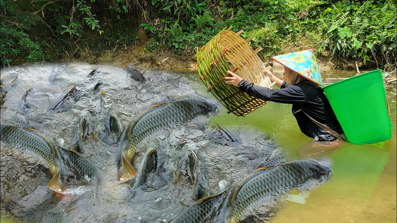 Meet giant fish in a puddle. The girl used woven bamboo to make a trap. caught many big fish