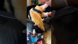 O banho no tamanduá