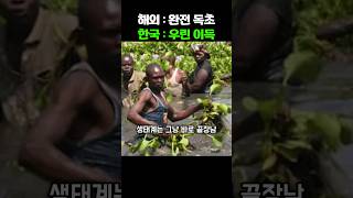 전세계 연1조 피해 잡초를 한국만 일부러 심는 진짜 레전드 이유