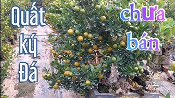 quất tết 2021 - 2022 quất khay chậu ký đá,quat canh , quất thế