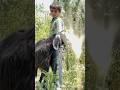 #trending #goat #viral #viralvideo #shortsfeed #shortvideo #trend #viral #animals #funny