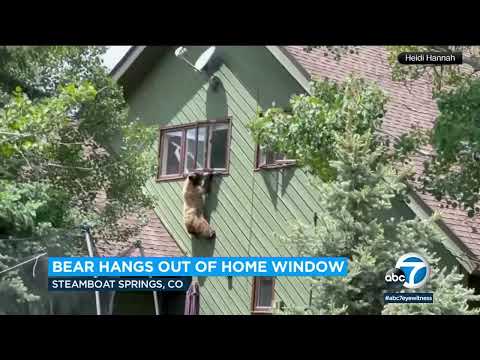 Bear climbs into 2nd-story window, eats family's pork chops