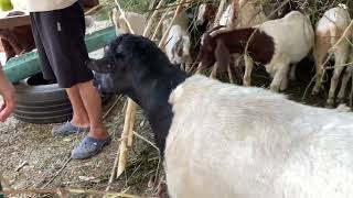 ภมปญญา ชาวบาน ไดผลด ? ตามไปเบง