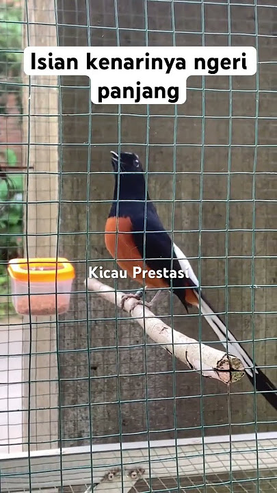 Murai batu gacor isian kenari panjang