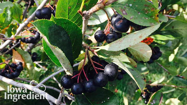 Aronia Berries | Iowa Ingredient