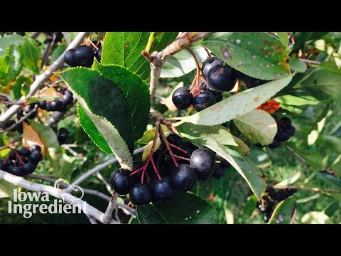 Video: Nấu Gì Từ Chokeberry
